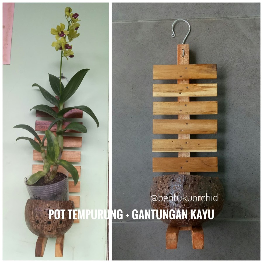2 Pot Tempurung Tempel Dengan Kayu /Pot Tanaman/Pot Anggrek