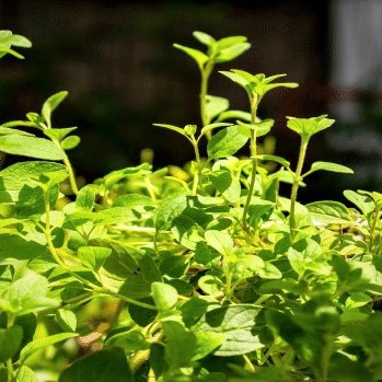 oregano bibit tanaman hias (pizza &amp; spaghetti)