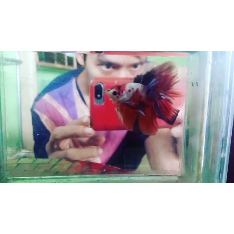 IKAN CUPANG HM NEMO GALAXY