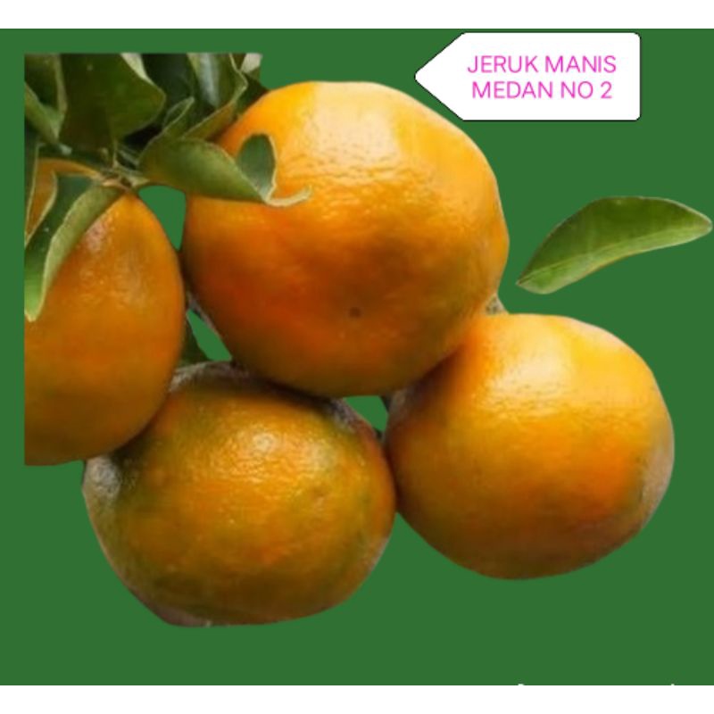 

1 KG BUAH JERUK MANIS DARI MEDAN