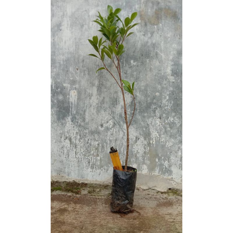 bibit bahan bonsai kimeng