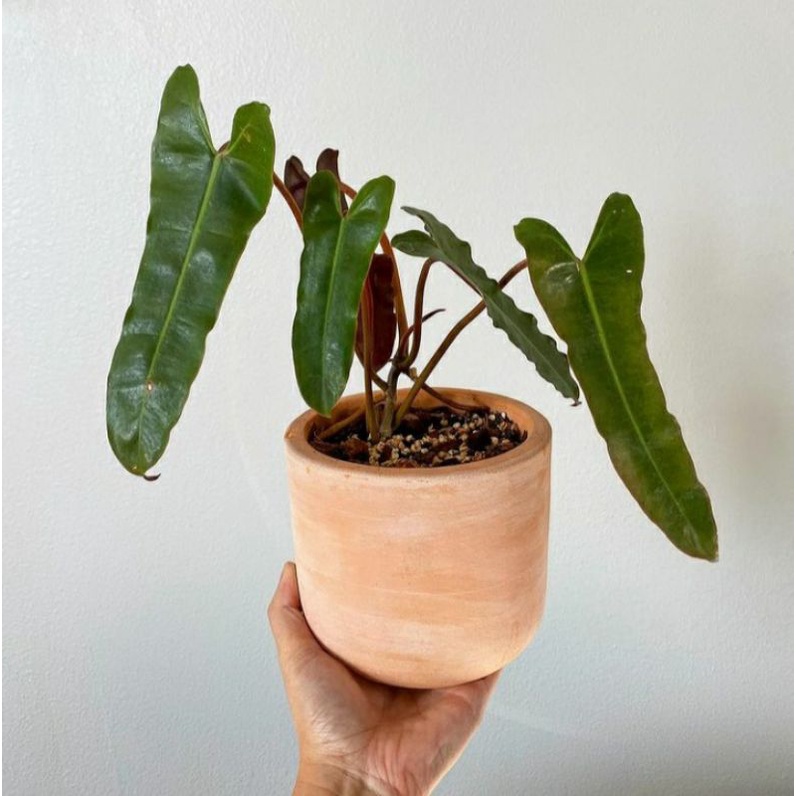 philodendron atabapoense / atabapoense x billietiae / philo kabel busi stang merah