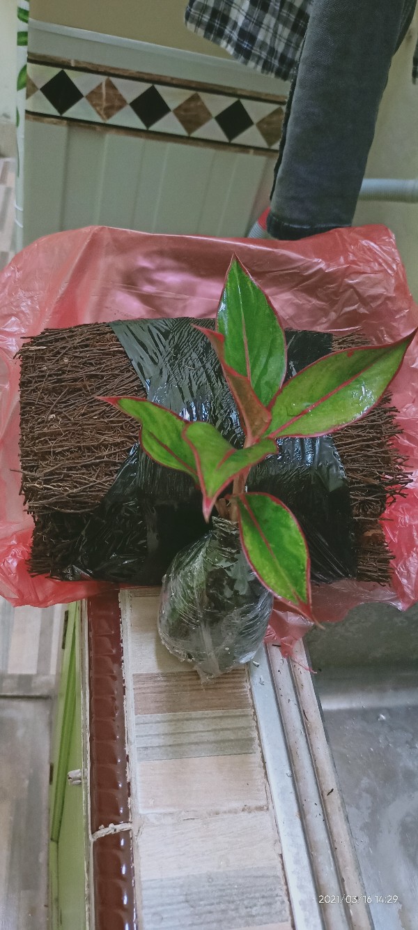 Tanaman Aglonema Lipstik |tanaman Hias Aglonema