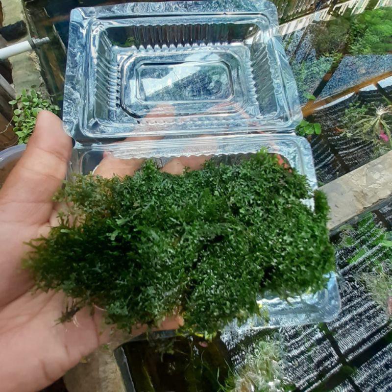 Moss Ricardia Mini Pelia Clump Porsi Mika tanaman Hias Aquarium Tanaman Dasar Akuarium Full Air