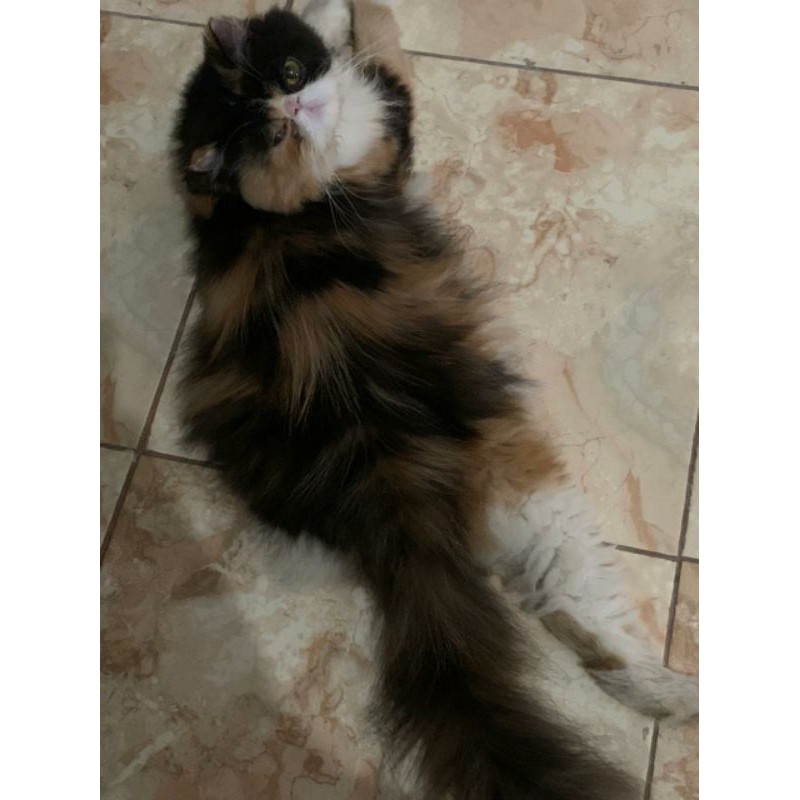 KUCING PEAKNOSE CALICO INDUKAN