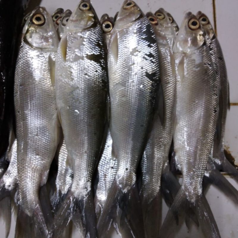 

IKAN BANDENG SEGAR / IKAN BANDENG MURAH / IKAN BANDENG JAKARTA SELATAN