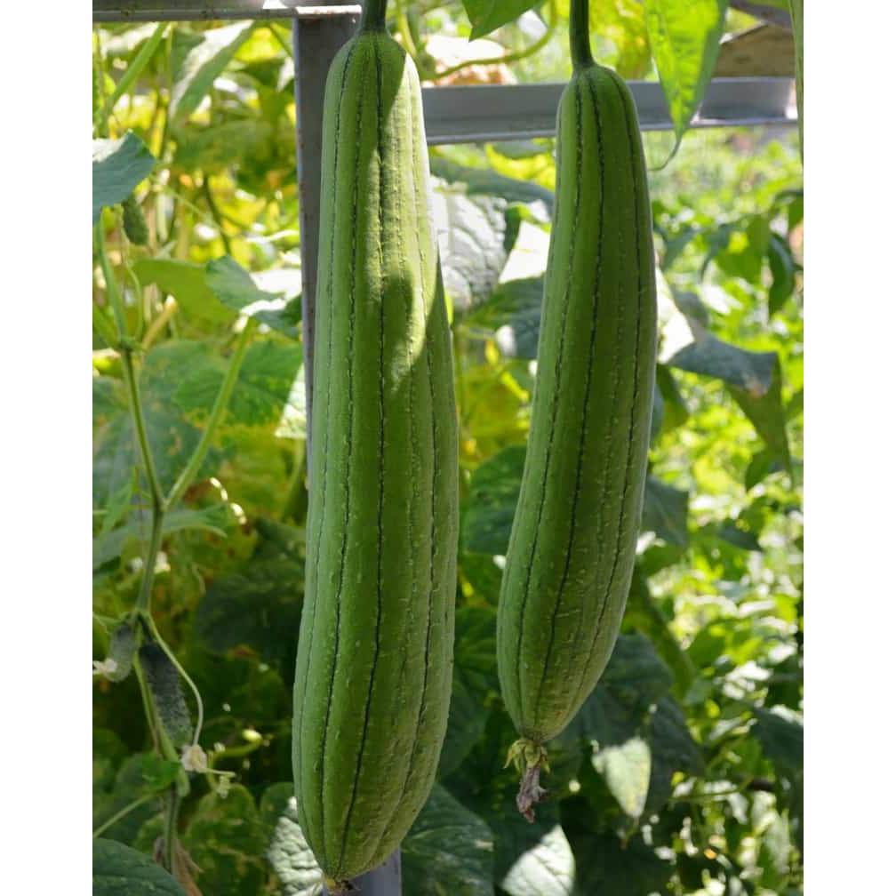 Benih Bibit Biji - Luffa / Loofah / Labu Blustru (Biji Hitam) Seeds