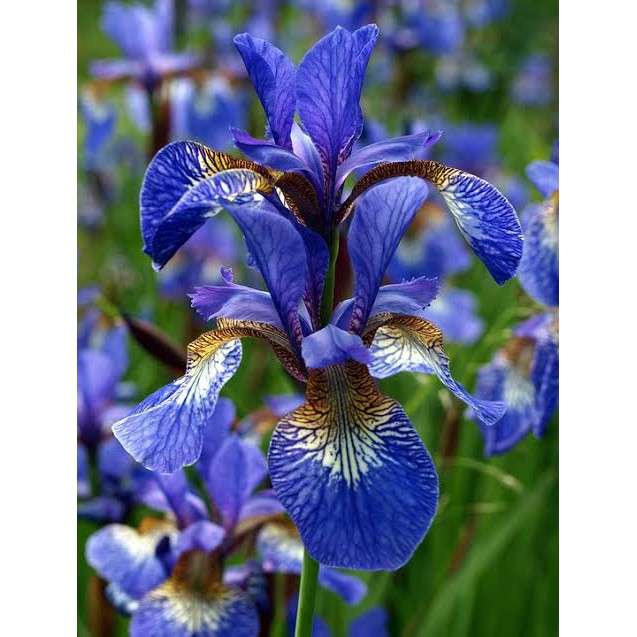 iris biru bibit tanaman obat herbal