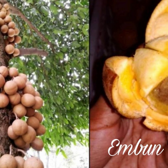 HD BIBIT POHON BUAH KEPEL LANGKA 