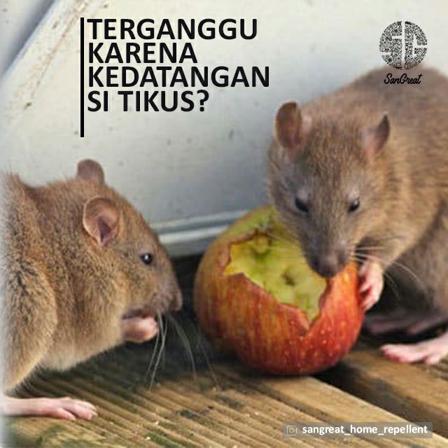 Kapur barus anti tikus curut organik pengusir tikus curut gel alami terbaik Bye  Bye mouse Rat Repellent untuk gudang rumah, kantor, rumah sakit, resto, hotel 250 gr