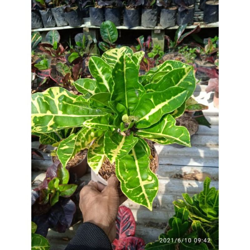 tanaman bunga puring langka kura2 kuning,berkualitas