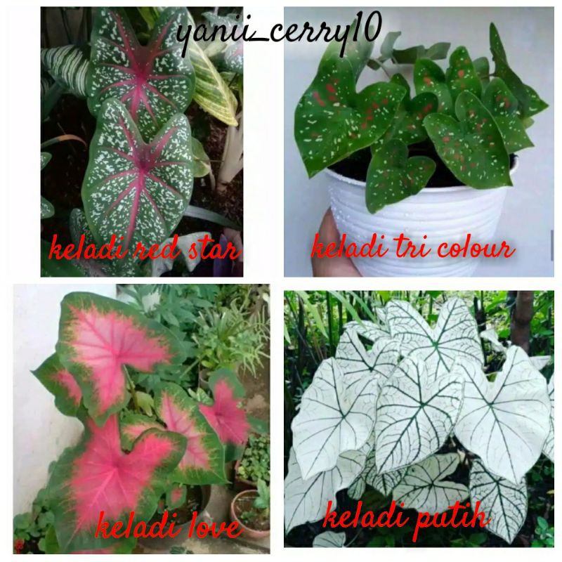paket hemat keladi cantik , tanaman hias