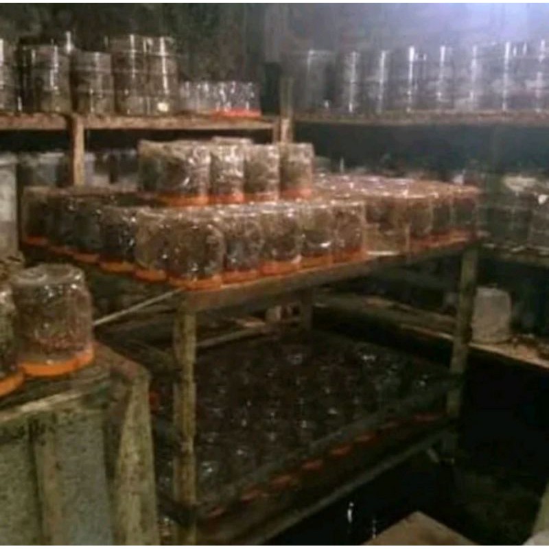 bibit kroto si unyil