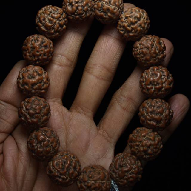 Jenitri genitri coklat original