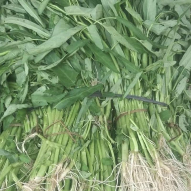 

kangkung segar
