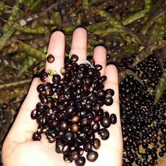 

bibit kacang gude (organik) , undis , kacang bali , cajanus cajan