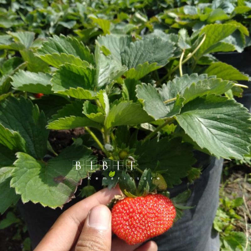 Bibit Tanaman Buah Strawberry California Dewasa Rimbun Siap Berbuah