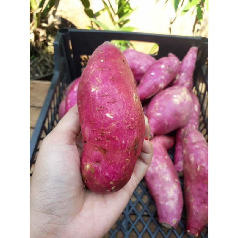 

Ubi Jepang Satsumaimo Lokal 1 kg