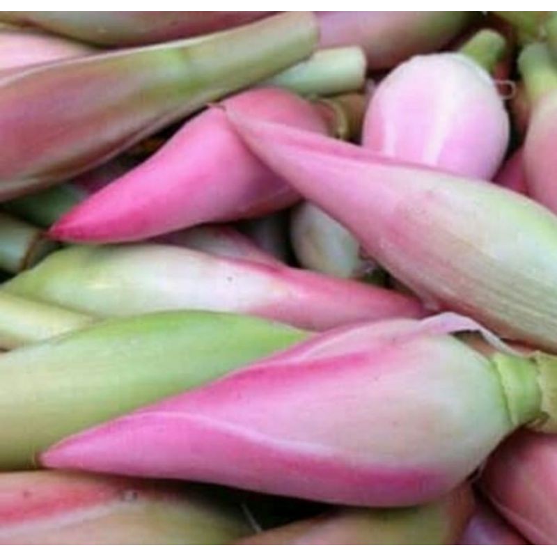

KECOMBRANG 1BUAH