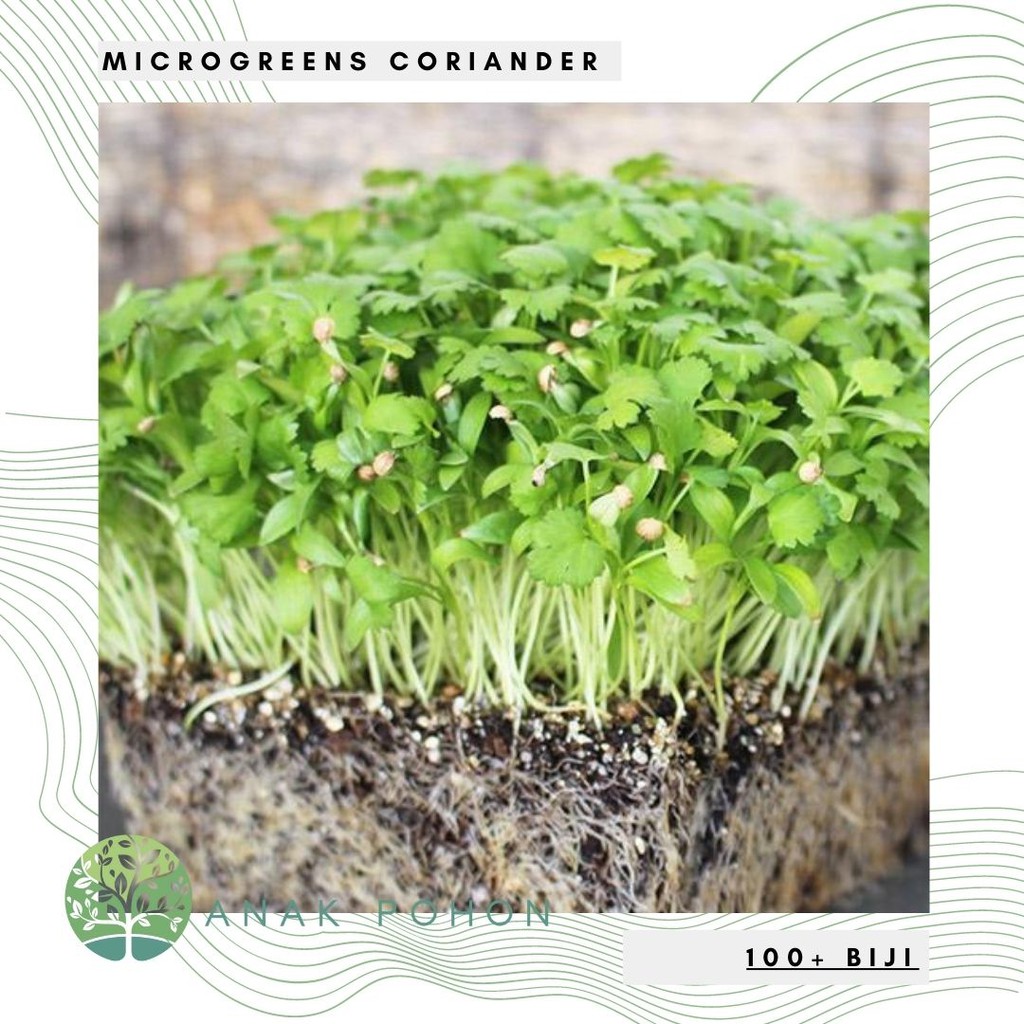 Benih Bibit Biji - Microgreens Coriander Ketumbar (Panen dalam 10-16 hari) Sprouting Seeds - IMPORT