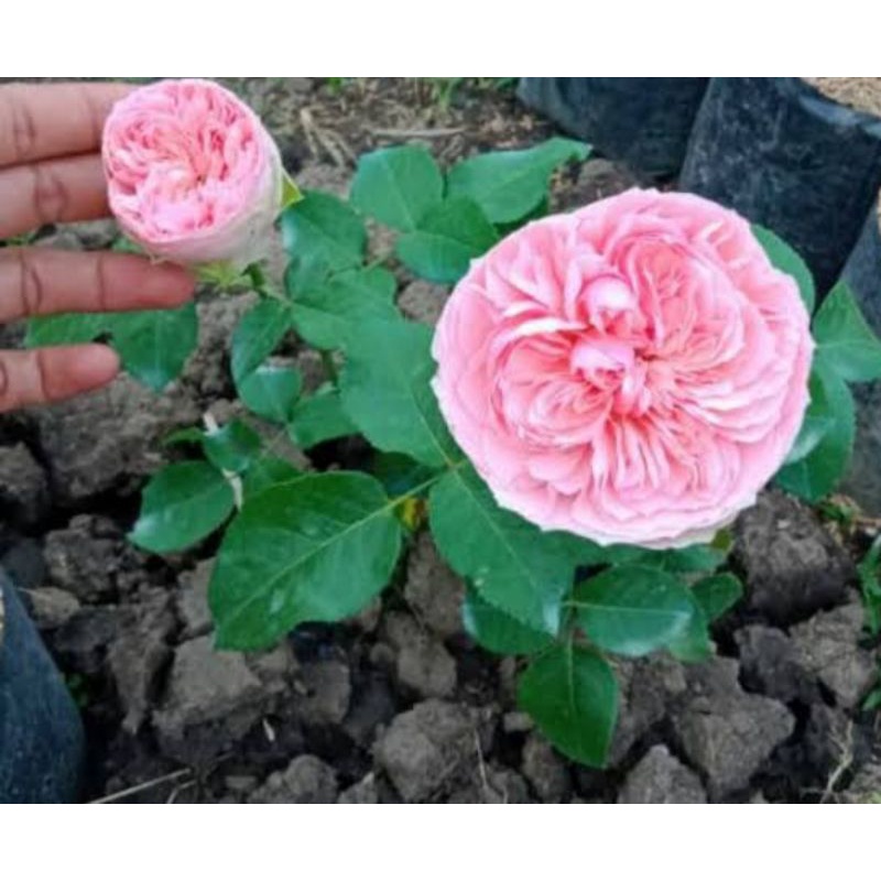 Bibit bunga mawar import