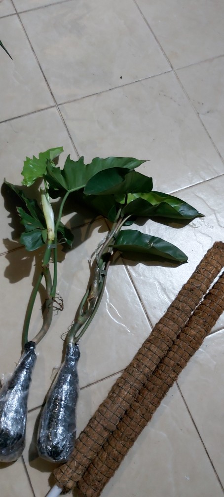 Tanaman Hias Philodendron Corcovanda Kw