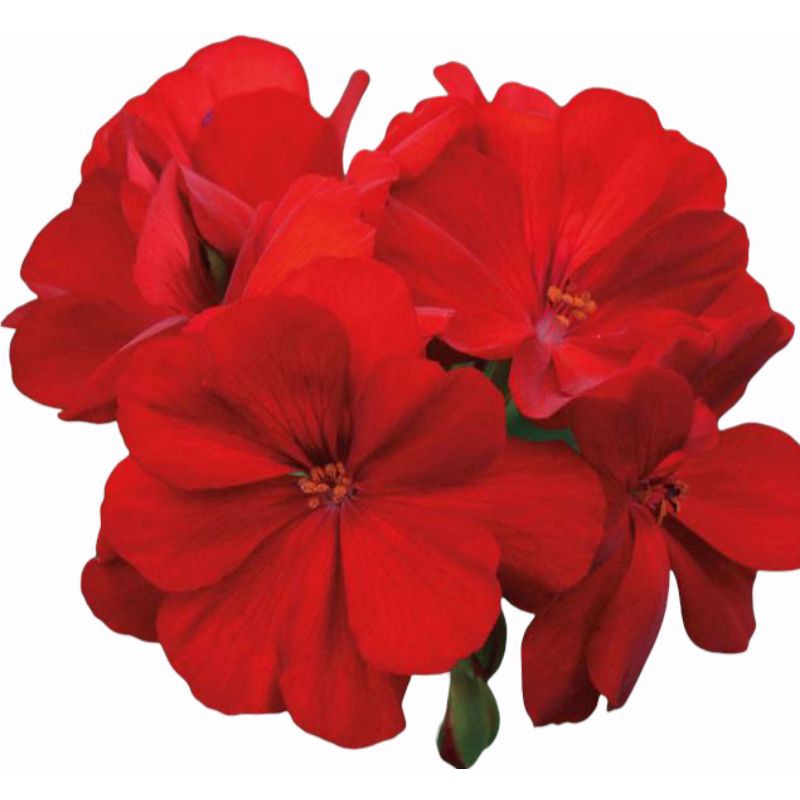 Tanaman Hias Gantung Geranium