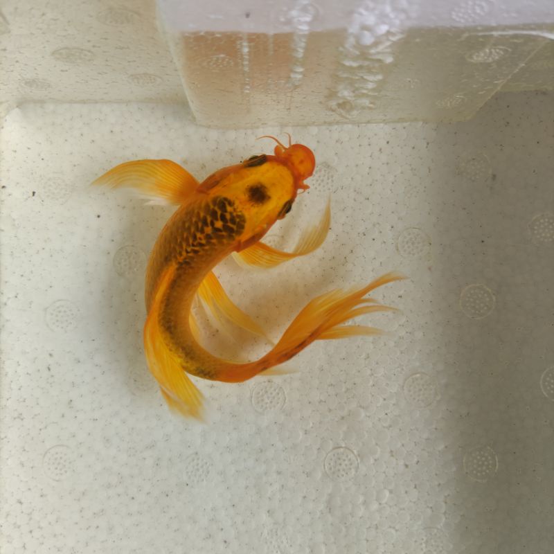 koi Kumpay Aka Matsuba