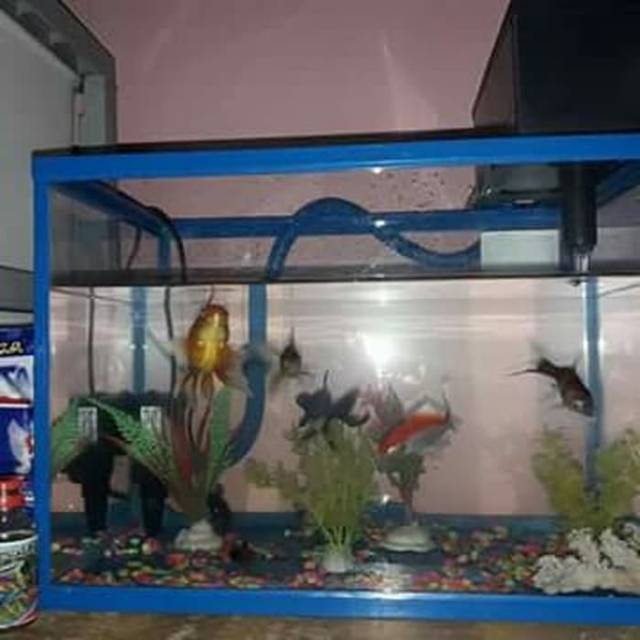 41 Aquarium Koki Bulat HD Terbaru