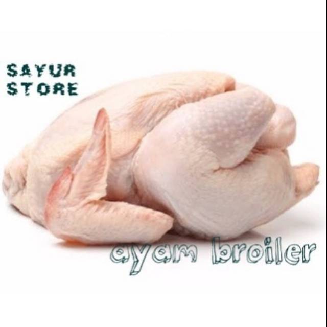 

AYAM SEGAR