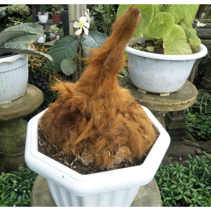 pakis monyet orange asli