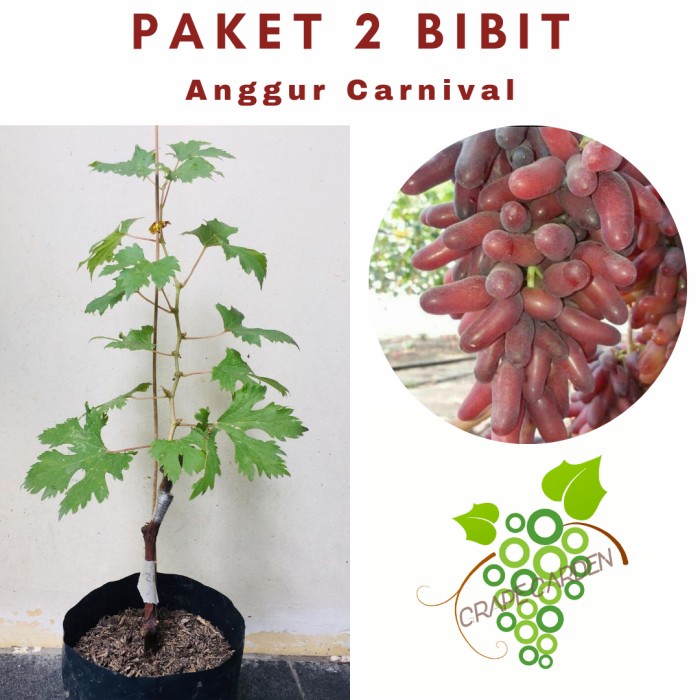 Paket 2 Bibit Anggur Crv Carnival Import Grafting