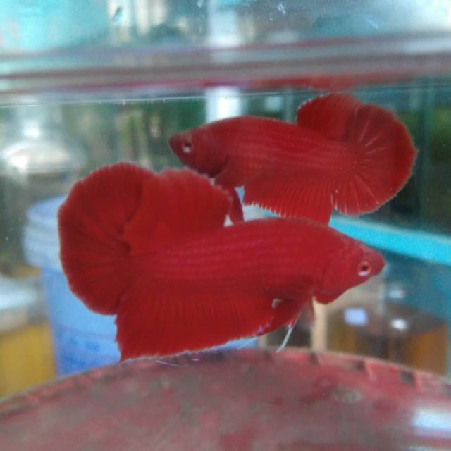 Ikan Cupang Hias Kontes Plakat Super Red Shopee Indonesia