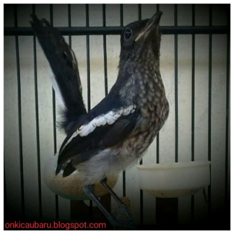Jual burung kacer anak trotol jantan tulen | Shopee Indonesia