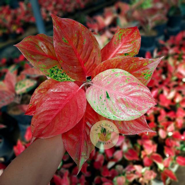 AGLAONEMA LAKSAP MUTASI / RED STRIPTIS SPESIAL / AGLONEMA MURAH