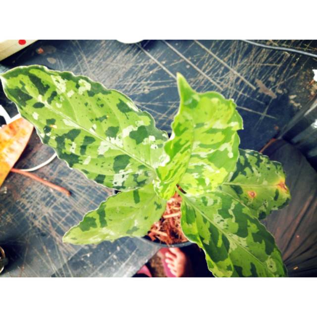 Aglonema pictum tricolor