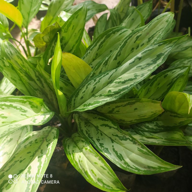 BUNGA SRI REJEKI SILVER