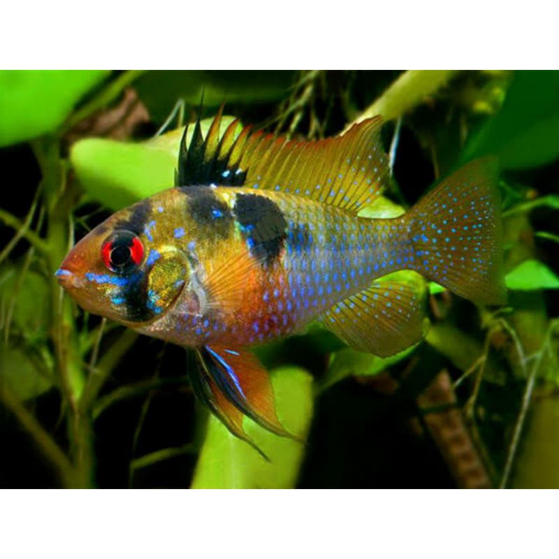 Ikan Ramirezi German Aquascape