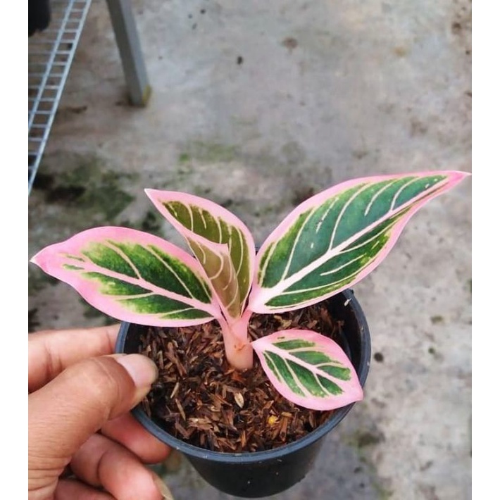 Tanaman hias hidup aglonema lipstik pink hidup-tanaman hidup-bunga hidup murah-aglaonema lipstik-agl