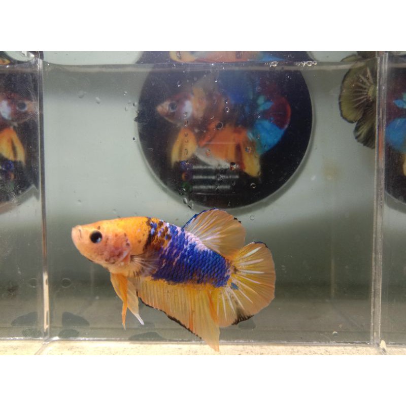 Cupang Yellow Koi