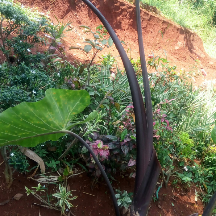 tanaman keladi hitam sente