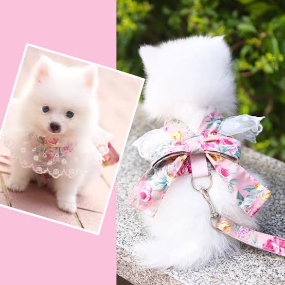 Tali Tuntun Kucing Anjing Betina / Harness Baju Premium Anjing Kucing/ Pet Harness Vest Cute Dog Cat