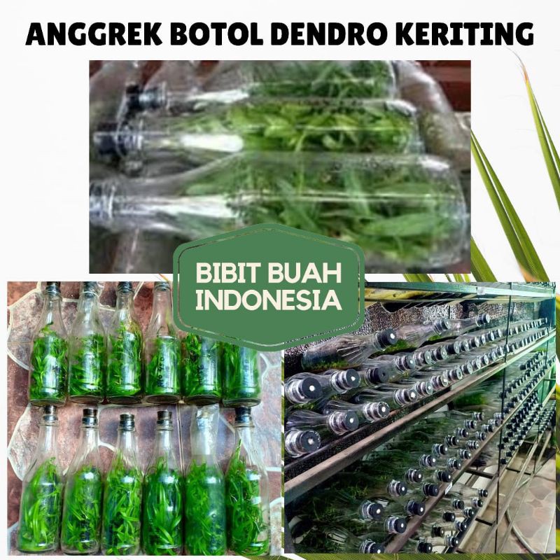 Anggrek botol dendrobium melintir keriting AKAR GONDRONG