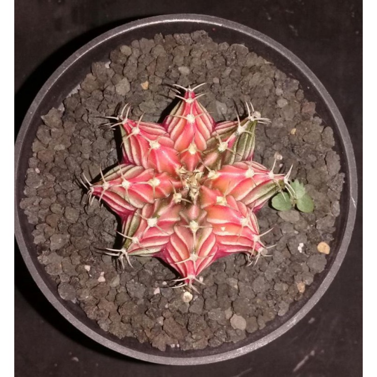 Kaktus LB HYBRID VARIEGATA (seedling)