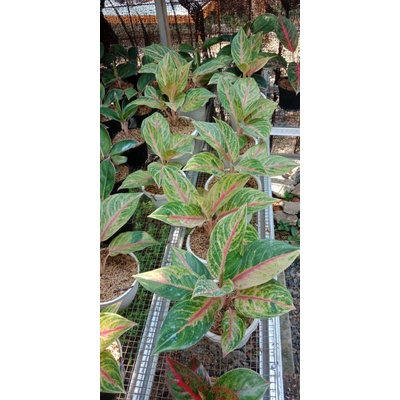 aglaonema red panama