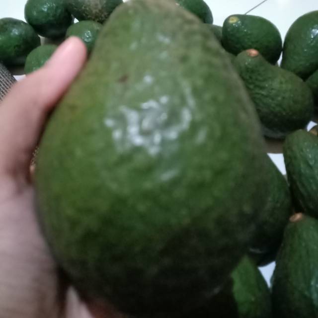 

Alpukat mentega