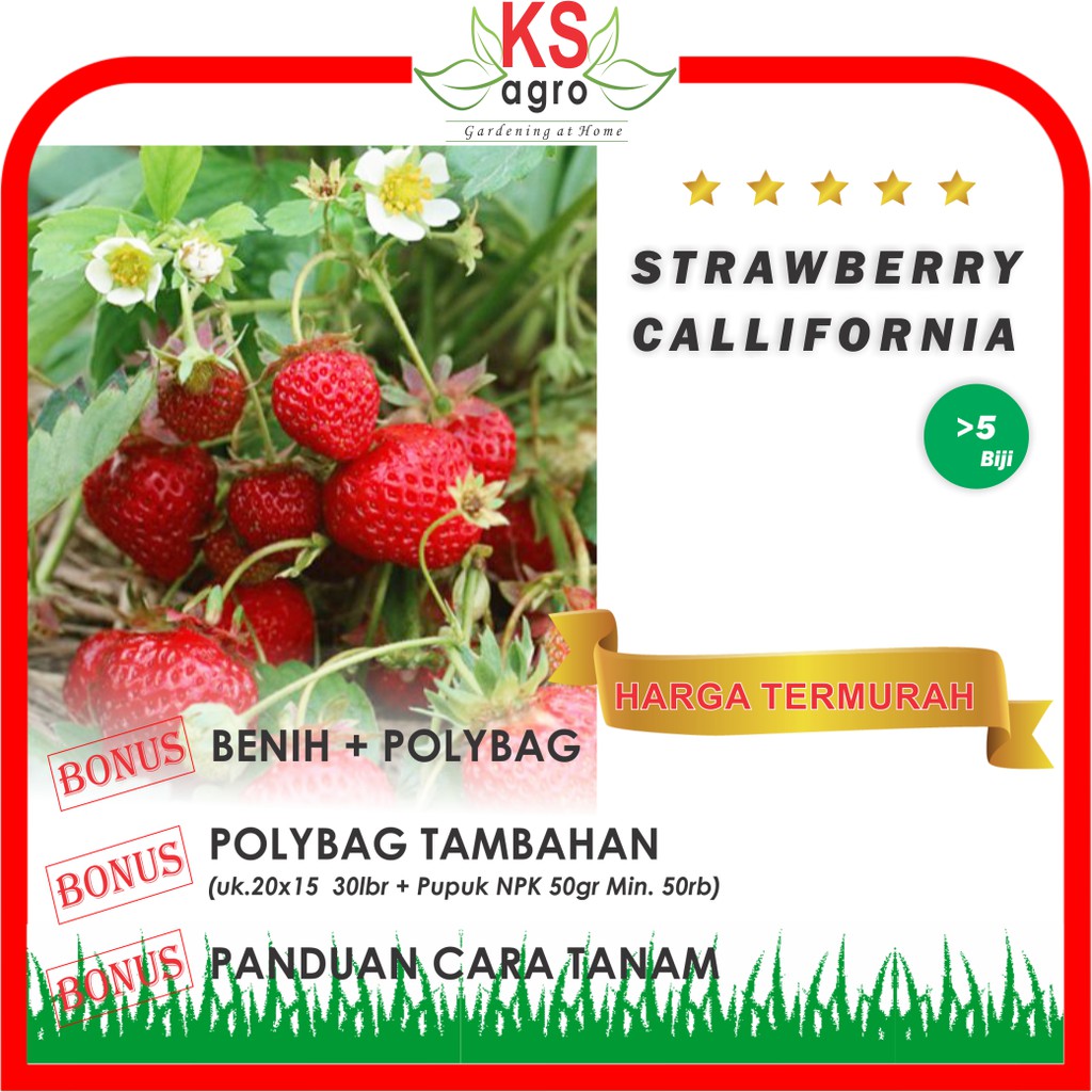 Benih Buah Strawberry Callifornia Bibit Buah Unggul