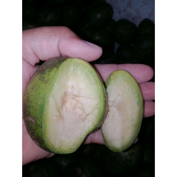 

Buah Kendondong 1 kg