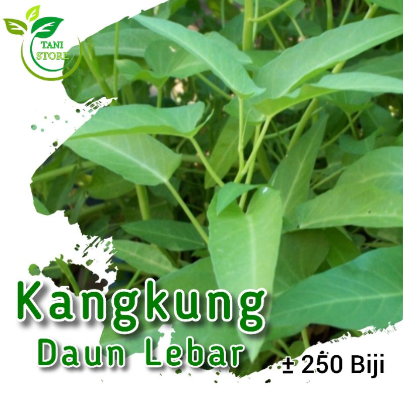 ± 250 biji benih kangkung daun lebar_bibit tanaman