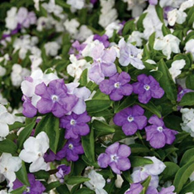 Tanaman hias bunga melati costa - bibit bunga melati costa